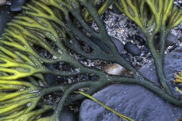 Seaweed II 